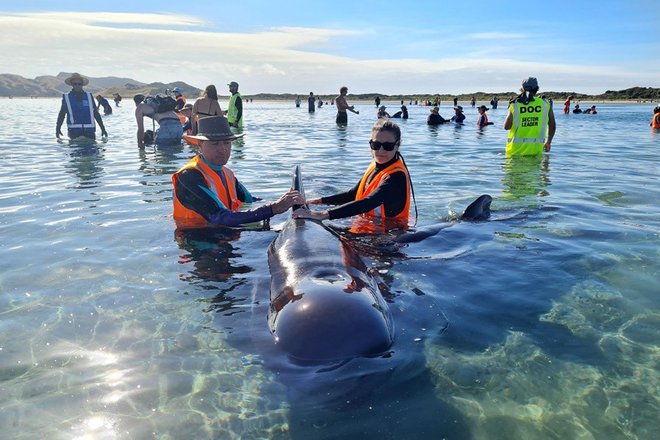 Več kot 60 reševalcev na Novi Zelandiji danes bije bitko s časom, saj skušajo še pravočasno v morje vrniti več deset mrkih pliskovk. FOTO: AFP
