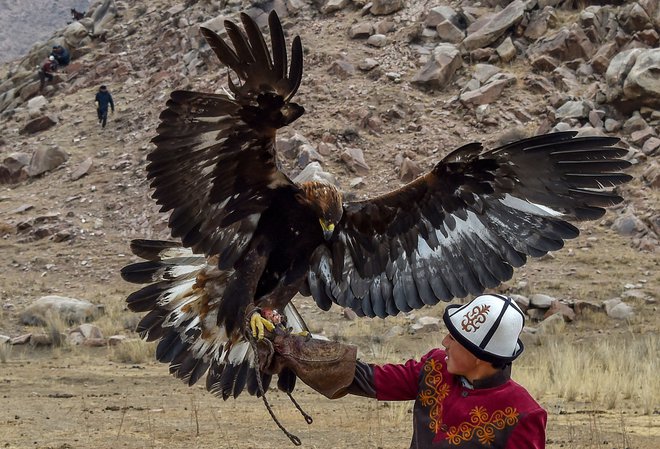 V Kirgiziji, približno 250 km od Biškeka, te dni poteka festival lova Salburun, na katerem se preizkušajo v štirih disciplinah, med katerimi sta tudi lokostrelstvo in lov z orli. Na fotografiji eden od udeležencev hrani svojega zlatega orla pred začetkom tekmovanja. FOTO: Vyacheslav Oseledko/Afp