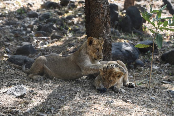 FOTO: Sam Panthaky/AFP