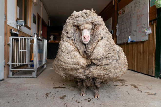 Divja ovca po imenu Baarack, ki je po nekaterih ocenah tavala po avstralskih prostranstvih vsaj pet let, preden so jo našli in ostrigli, je imela po letih nenadzorovane rasti na sebi kar 35 kg volne. Sedaj se nahaja na farmi v Lancefieldu v avstralski zvezni državi Victoria. FOTO: Afp