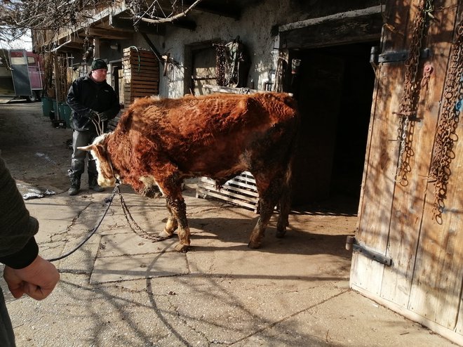 Shirana bikca pet let nista videla dnevne svetlobe. FOTO:&nbsp;Društvo za zaščito konj/Center za rejne živali Pončo