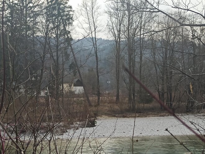 Padajoča drevesa zaradi nasuvanja bližnjega terena ob sotočju Sav. FOTO: Krajan Lancovega