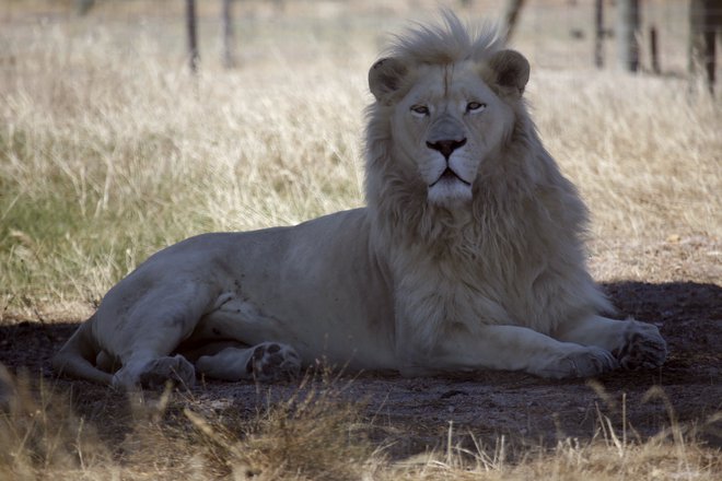 In zdaj je vprašanje, kdo še lahko reši koga &ndash; lev človeka ali človek leva? FOTO: Mark Wessells/Reuters