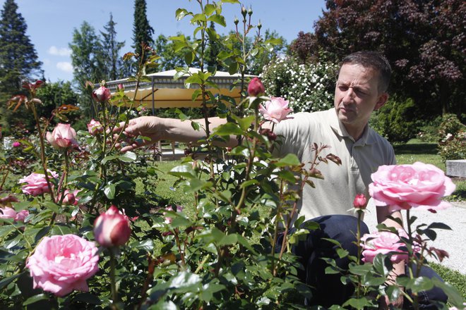 &raquo;Skoraj vse te vrtnice so posajene v Arboretumu v Volčjem Potoku. Ivana (Orleanska) je v posebnem rožnem vrtu, ki je povezan s papeštvom, svet&shy;niki in podobno,&laquo; razlaga Matjaž Mastnak. FOTO: Mavric Pivk/Delo