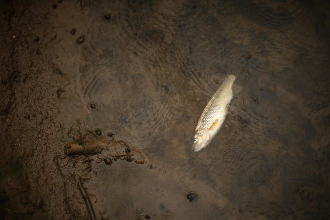 Tojnica. Vlada po skrajšanem postopku predlaga dve veliki spremembi zakona o vodah. FOTO: Jure Eržen/Delo