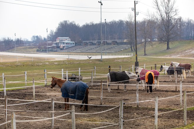 Javni cilji projekta so ureditev stez, jahališč in glavnega hipodromskega objekta s tribunami. FOTO: Voranc Vogel/Delo