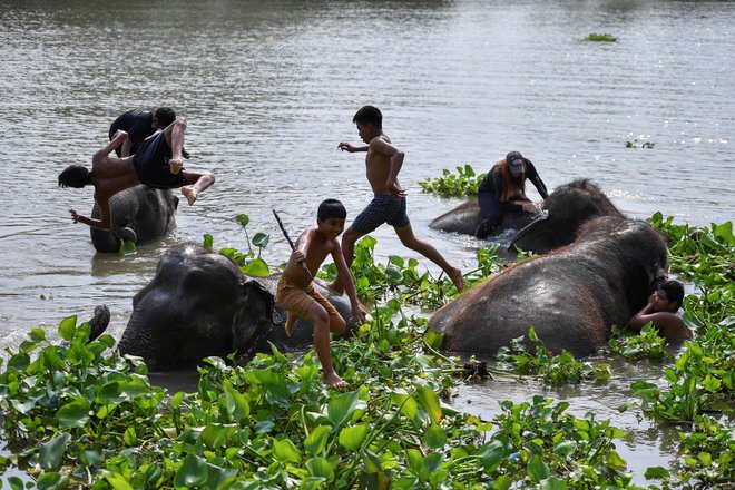 Na praznovanju tajskega nacionalnega dneva slonov v starodavnem mestu Ayutthaya na Tajskem, se mladi mahouti v reki Chao Phraya igrajo s sloni. FOTO: Chalinee Thirasupa/Reuters