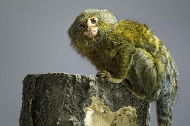 Opice si habitat delijo z netopirji, danes glavnimi prenašalci stekline. FOTO: Voranc Vogel/Delo