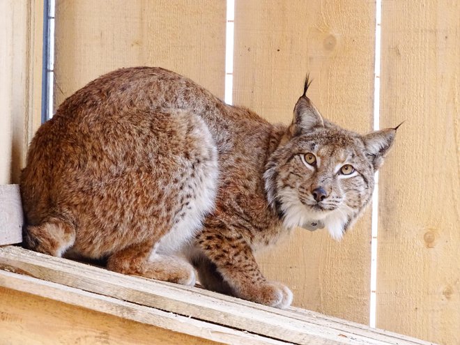 Do konca projekta bodo v populacijo vključili štirinajst živali. FOTO: Projektna skupina Life Lynx
