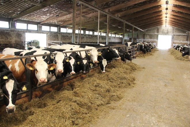 Živinoreja prispeva desetino izpustov toplogrednih plinov. FOTO: Boštjan Fon