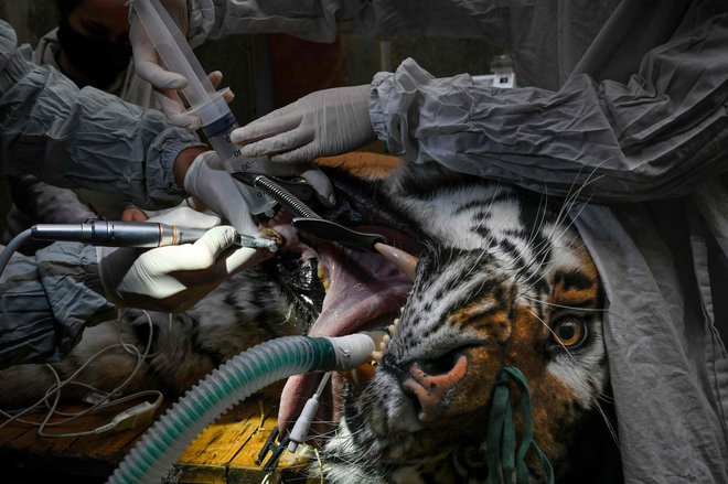 V živalskem vrtu francoskega mesta Mulhouse so 14-letnemu sibirskemu tigru Baikalu pod narkozo izvedli zobozdravstveno operacijo. FOTO: Sebastien Bozon/Afp