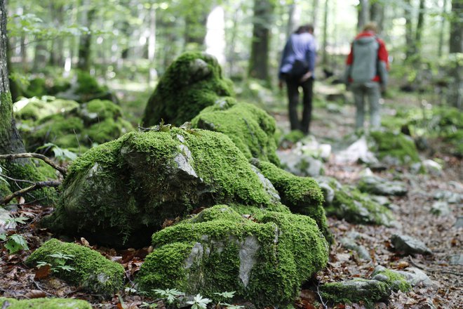 V Sloveniji bi morali narediti vse, da povečamo površino gozdnih rezervatov, namesto da z nepremišljenimi ukrepi ogrožamo že obstoječe, meni Tomaž Mihelič. FOTO: Leon Vidic/Delo