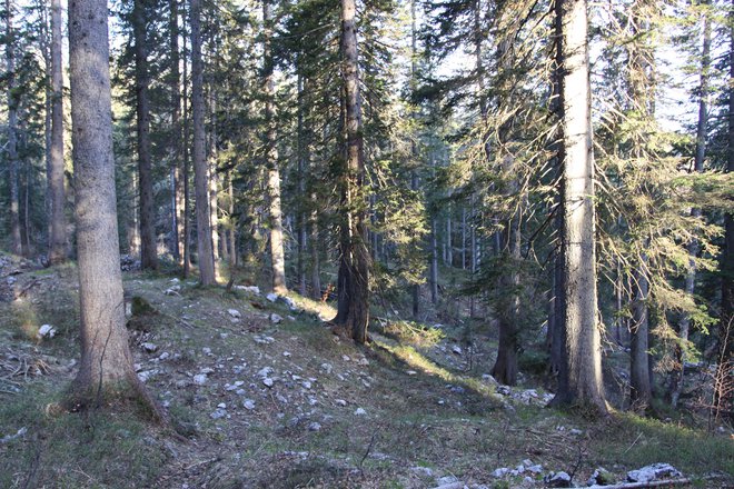 Gozdnih rezervatov v Sloveniji je premalo. FOTO: Tomaž Mihelič