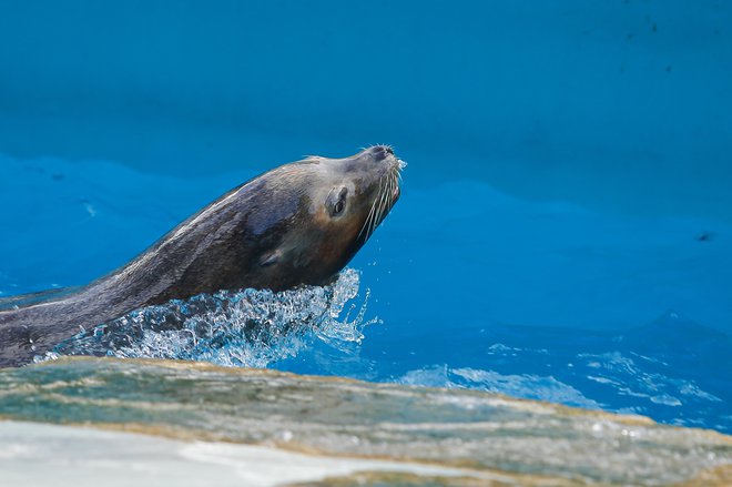 Kalifornijski morski levi so najbolj glasni med uhatimi tjulnji in zelo klepetavi, ena njihovih najbolj prepoznavnih značilnosti je prav ta lajež. FOTO: Jože Suhadolnik/Delo