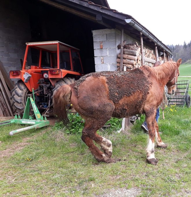 Konj ni mogel stati na nogah. FOTO: Društvo za zaščito konj