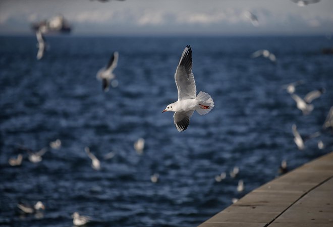 &nbsp;Žarišče potresa je bilo pod Jadranskim morjem. FOTO: Blaz Samec/Delo