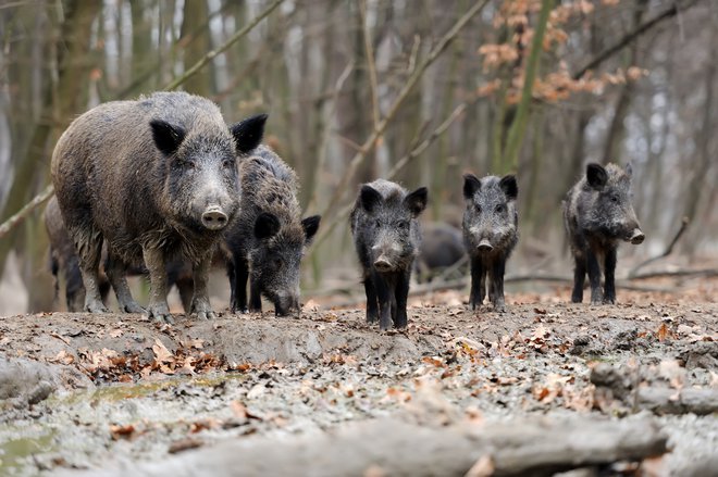 Bolezen pri divjih in domačih prašičih v Sloveniji še ni bila potrjena, vendar se nam približuje. FOTO: Shutterstock