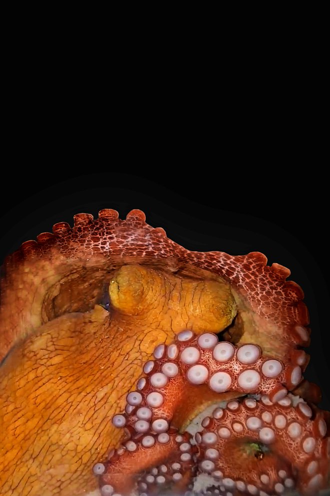 Hobotnice med spanjem spreminjajo barvo in premikajo lovke, kar kaže na aktivno spanje.&nbsp;FOTO: Sylvia Medeiros/Reuters