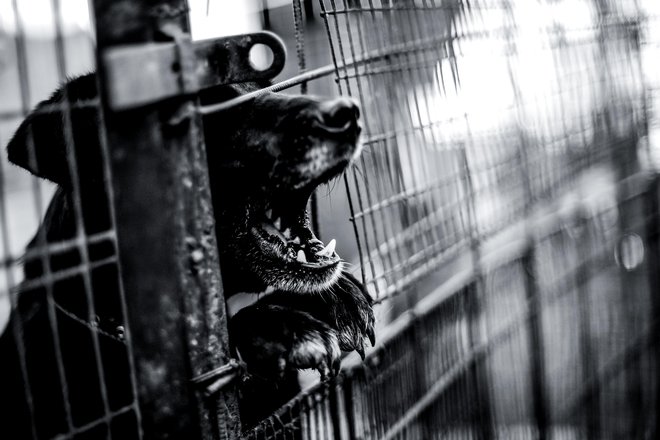 Po zakonu o zaščiti živali je kot nevaren pes opredeljen tisti, ki ogroža okolico zaradi svoje neobvladljivosti oziroma kaže napadalno vedenje do človeka, ali pa pes, ki je že ugriznil človeka oziroma žival. FOTO: Shutterstock