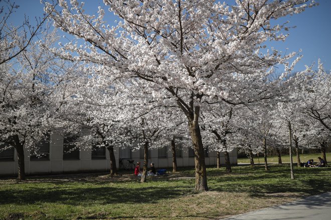 Cvetoče japonske češnje v Ljubljani. FOTO: Uroš Hočevar/Delo