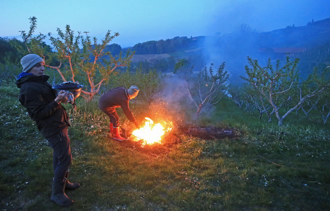 Sadjarji si pomagajo na različne načine, najbolj učinkovito pa je oroševanje, za kar pa ni dovolj vode. FOTO: Tadej Regent/Delo