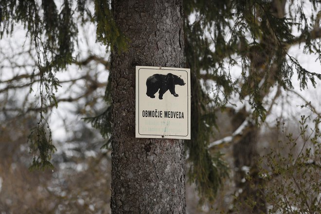 Predstavniki Lovske družine Radeče medvedjo družino že nekaj dni spremljajo ter občane ter pohodnike&nbsp;tudi v sodelovanju s policisti opozarjajo na prisotnost medvedov. FOTO: Leon Vidic/Delo