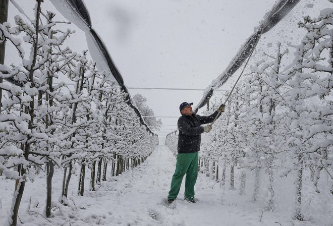 Škoda je ogromna, zato sadjarji pričakujejo hitro pomoč. FOTO Blaž Samec/Delo