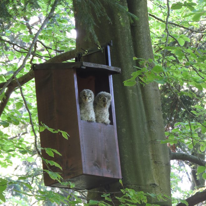 Populacija kozač v Sloveniji je velika in predstavlja pet odstotkov celotne evropske populacije te vrste, ki živi v starejših gozdovih tako v višjih kot nižjih legah.<br />
Foto Al Vrezec