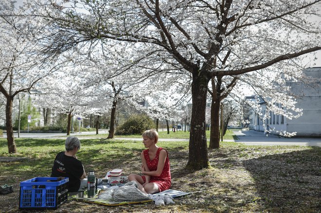 Cvetoče japonske češnje, v Ljubljani. FOTO: Uroš Hočevar/Delo