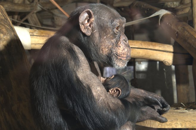 Mali šimpanz večinoma spi v Nežinem naročju, kot se za novorojenca spodobi, in pri njej sesa mleko. Šimpazi se dojijo do pet let. FOTO:&nbsp;ZOO Ljubljana