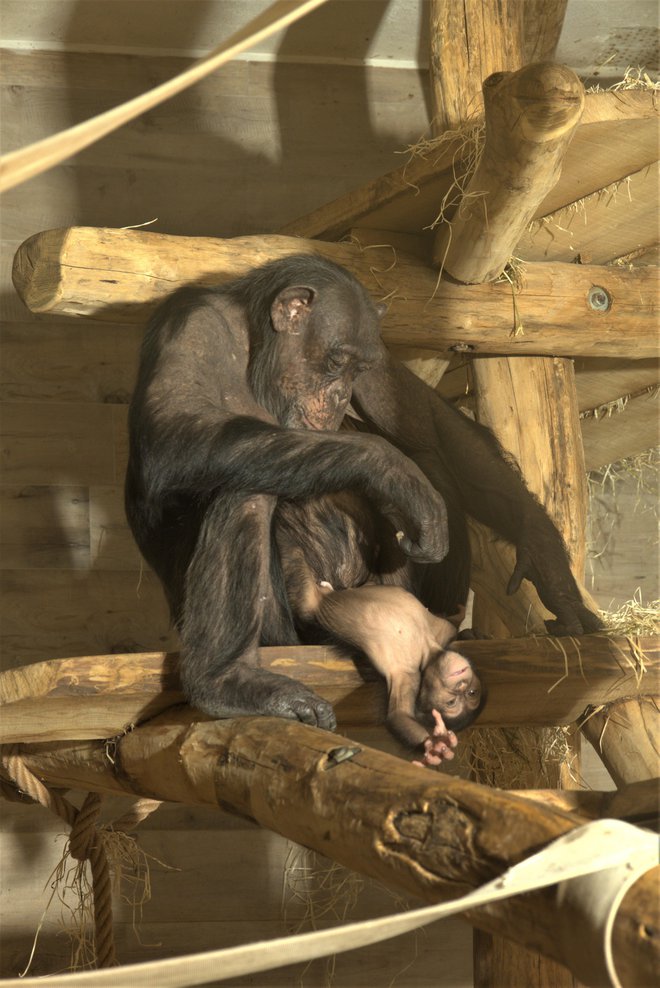 Kot pravijo v živalskem vrtu, bo mali Tai sredi poletja že znal jahati na maminem hrbtu. FOTO: ZOO Ljubljana
