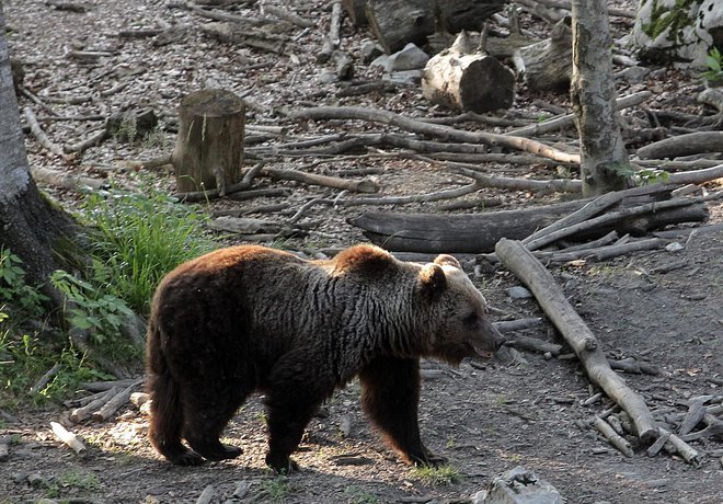 Lovci na območju Dol pri Litiji opažajo več rjavih medvedov kot prejšnja leta. FOTO: Ljubo Vukelič