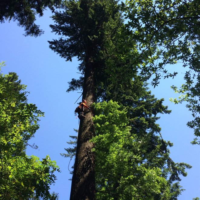 Meritev z merskim trakom in plezanjem na drevo je najzanesljivejša za višino dreves. FOTO: Robert Hostnik