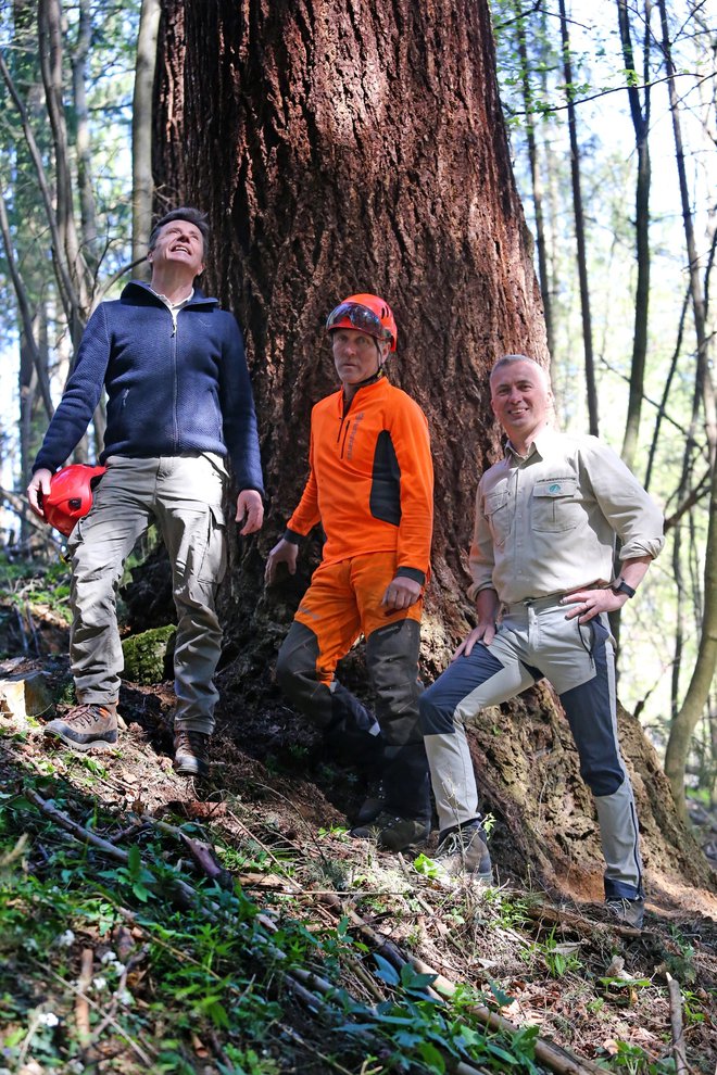 Merilci najvišjega drevesa (z leve): Robert Hostnik, Rado Nadvešnik in Robert Hedl. FOTO: Andraž Purg