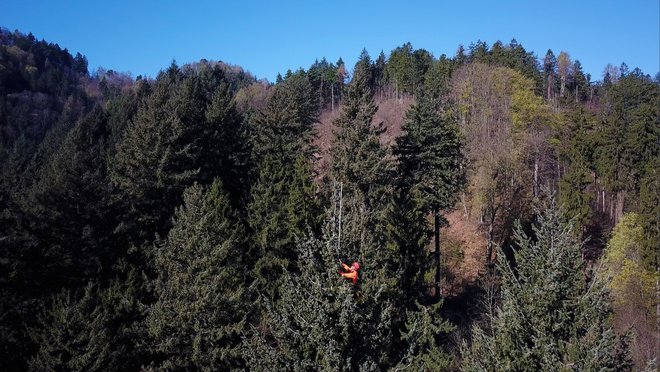 Drevo je z vrha izmeril plezalec in ­arborist Rado Nadvešnik. FOTO: Andraž Purg