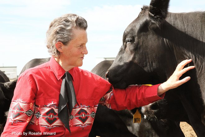 Temple Grandin ni samo oseba, ki ji je bolj kot komurkoli do zdaj uspelo opisati, kako razmišlja nekdo z avtizmom, temveč tudi znanstvenica, ki je več kot mnogi drugi naredila za to, da bi pojasnila, kaj čutijo živali. FOTO: Rosalie Winard