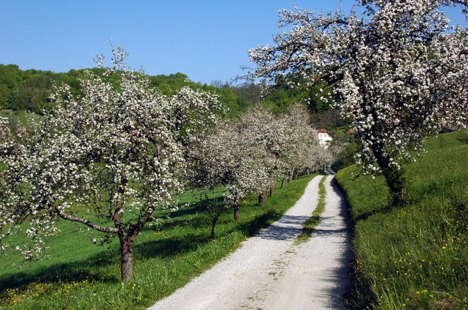 Visokodebelni travniški sadovnjaki so posebno spomladi čudovit okras tradicionalne kulturne krajine. Foto Kozjanski Park