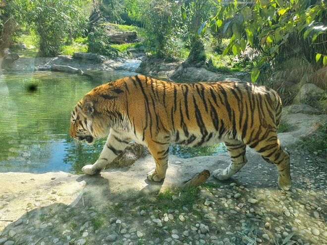 Novi samec Bos je 200 kg težak sibirski tiger, ki bo 7. maja dopolnil 10 let. Foto Zoo Ljubljana