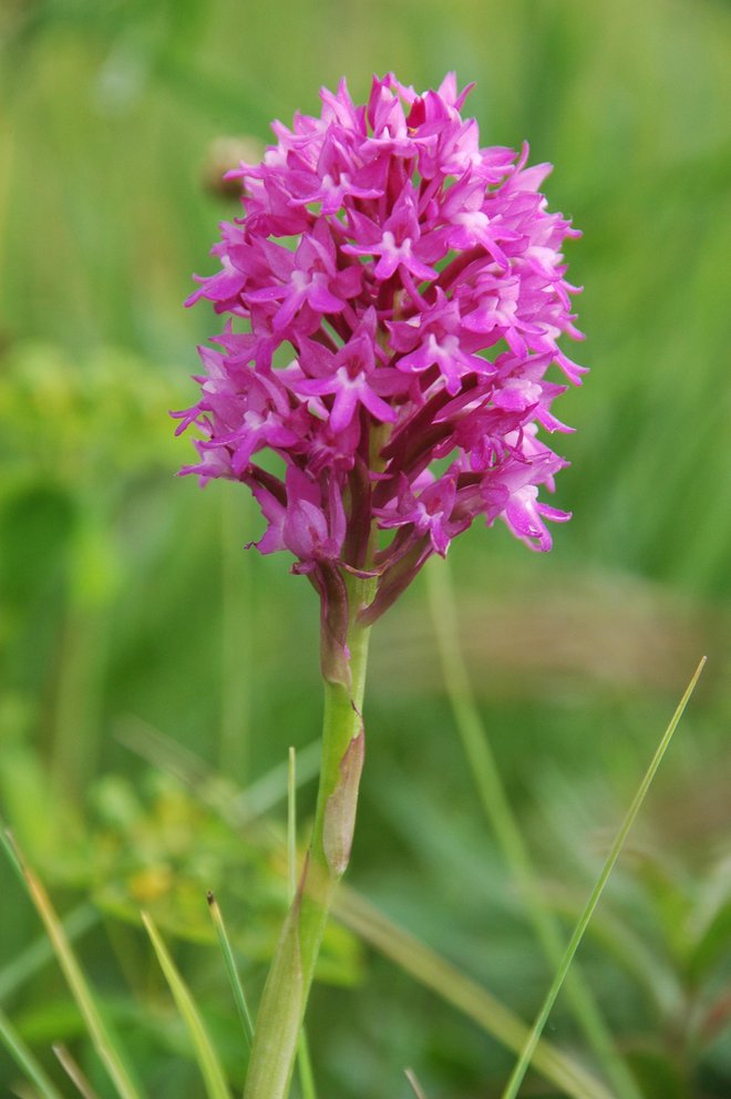 Piramidasti pilovec. FOTO: Barbara Ploštajner