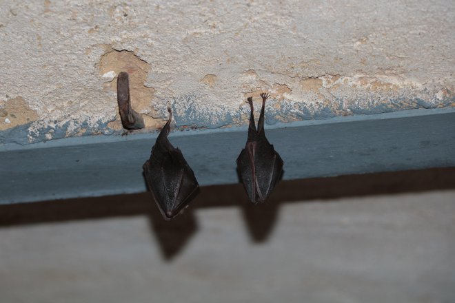 Tako mali podkovnjaki čez dan počivajo v kleti stare šole v Kančevcih, kjer je tudi razstava o netopirjih. FOTO: Jože Pojbič/Delo