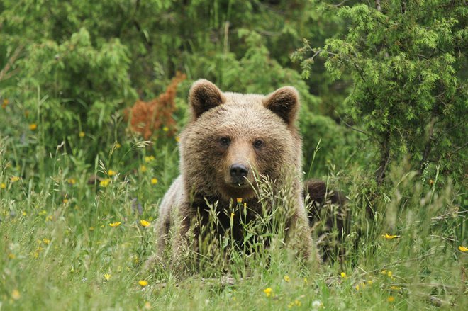 V zgodbi medved nikoli ni počlovečen, ostaja divja in skrivnostna žival. Fotodokumentacija Dela