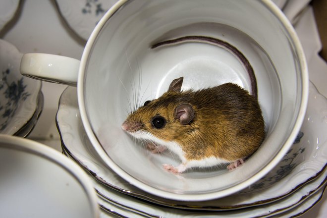 Previdno pri čiščenju in opravilih na vrtu - zopet naraščajo primeri mišje mrzlice, opozarja NIJZ. FOTO: Landshark1/Shutterstock