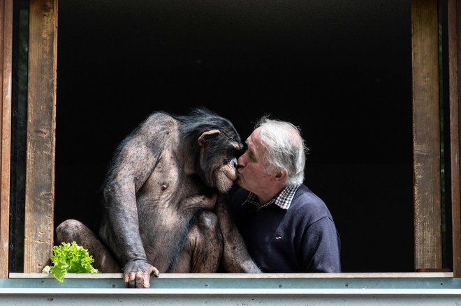 Lastnik živalskega vrta Pierre Thivillon poljubi šimpanza v zoološkem parku v francoskem mestu Saint-Martin-la-Plaine, tik pred ponovnim odprtjem. FOTO: Jean-philippe Ksiazek / Afp