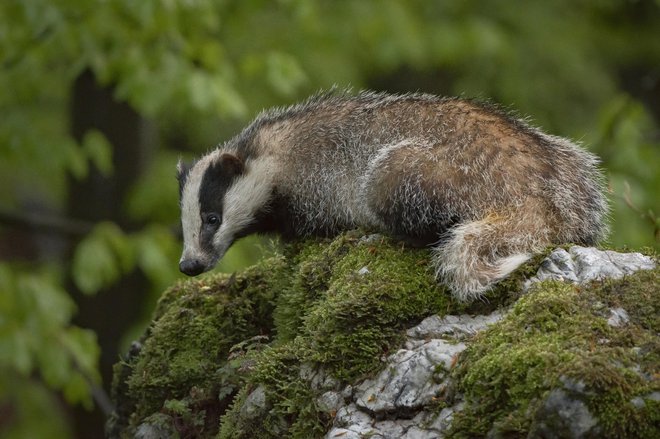 &raquo;Jazbecu sem posvetil veliko časa, on pa meni ne toliko,&laquo; pravi snemalec Miran Krapež. FOTO: Miran Krapež