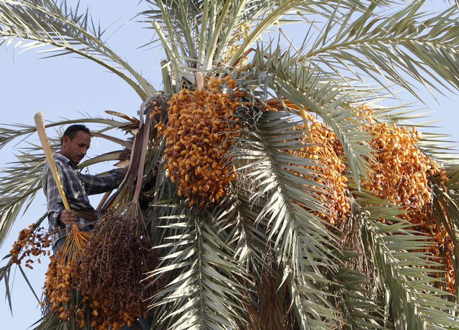 Kaj bi lahko naredili z datlji? FOTO: Ismail Zitouny/Reuters