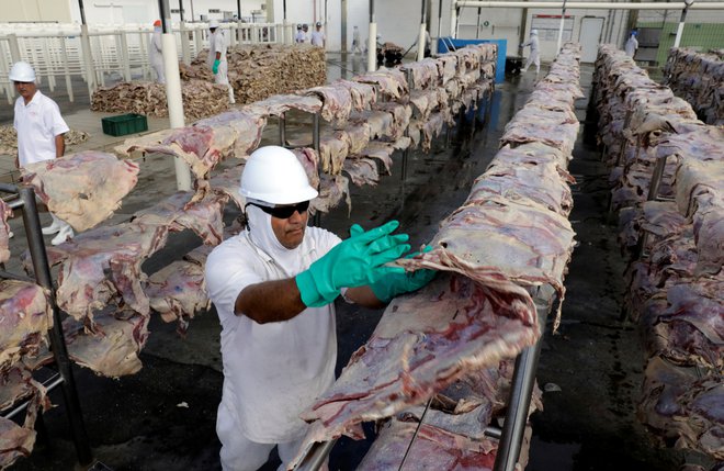 Tako predelujejo meso v obratih JBS. FOTO: Paulo Whitaker/Reuters
