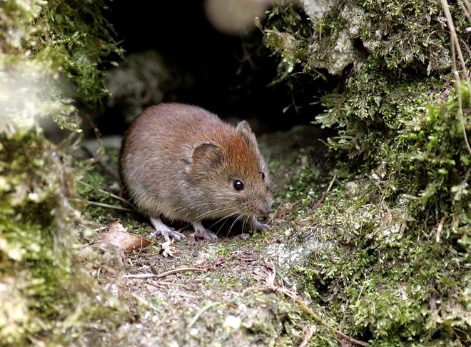 Gozdarji že od marca v nekaterih gozdovih opažajo povečano populacijo miši, ki je posledica lanskega bogatega semenskega leta bukve. FOTO: Mavric Pivk/Delo