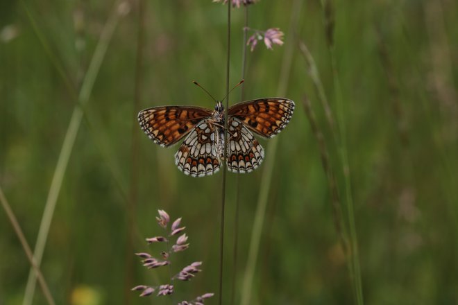 Na Goričkem živi sto vrst dnevnih in več tisoč vrst nočnih metuljev. FOTO: Jože Pojbič/Delo