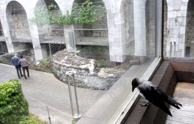 Fotografija je simbolična: vrana na ljubljanskem gradu gleda turiste skozi okno. FOTO: Roman Šipić/ Delo