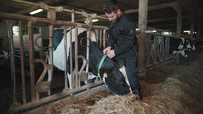 S pametno ovratnico spremljajo aktivnost in prežvekovanje krav, z obdelavo podatkov pa kmeta lahko hitro opozorijo na prihajajočo bolezen ali potencialno gonitev. FOTO: Tim Preininger